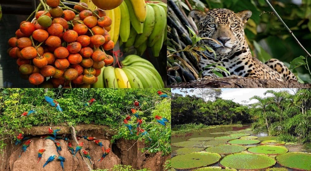 Biodiversity of the Peruvian jungle